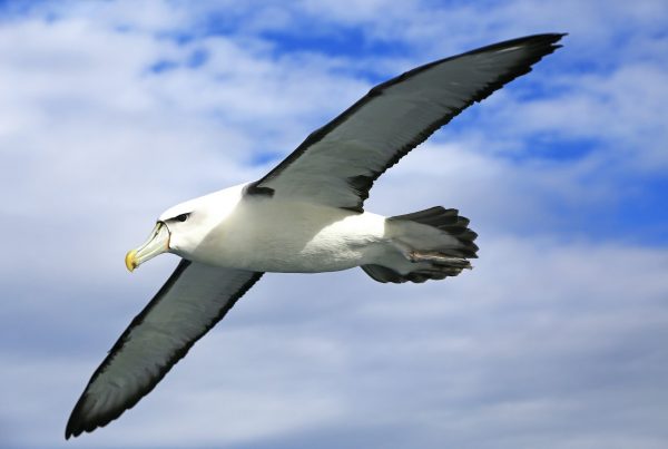 albatross flying