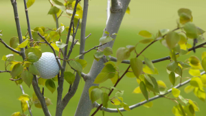 golf ball stuck in tree