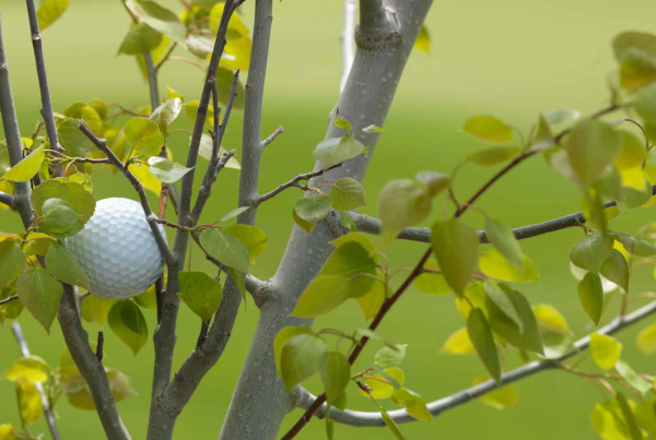 golf ball stuck in tree